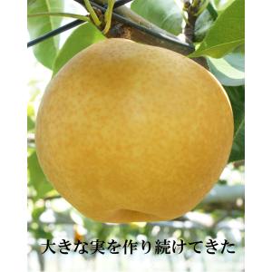 新高梨 特選秀品 特大2個入り産地直送 高知県...の詳細画像4