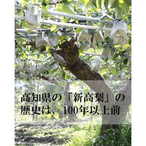 新高梨 特選秀品 特大2個入り産地直送 高知県...の詳細画像5