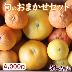 白木果樹園 旬のおまかせセット【Bセット】フルーツ 柑橘 詰め合わせ 【送料無料】