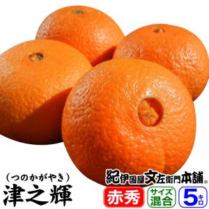 【即日出荷】　春みかん 津之輝（つのかがやき）5kg 有田みかんの本場 和歌山県有田郡湯浅町産　豊作会 春柑橘５キロ詰め