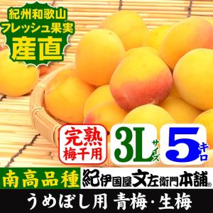 青梅(生梅)【完熟】朝獲り南高梅【　３L　】５ｋｇ入黄色【梅酒用・梅干用】うめ：紀州和歌山産【クール冷蔵便発送】｜bunza