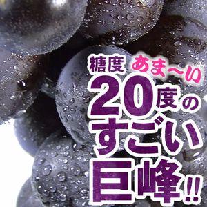 【予約販売】巨峰村・朝穫り(即日発送)　紀州和歌山有田　お買得わけあり巨峰ぶどう3kg/（露地栽培・わけあり 訳あり 不揃い）