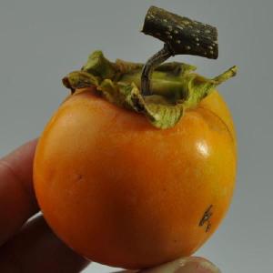 ともみ出品ページ加工用渋柿合計20Kg 越前柿（渋柿） 加工用 Mサイズ 20個：福井県産のその他柿