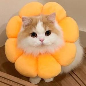 エリザベスカラー 猫 犬 ソフト ペット用品 ...の詳細画像5