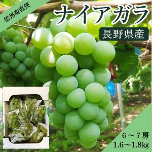 【今期分終了しました】【完売前の注文分は順次発送予定】【農家直送】ナイアガラ 6〜7房 1.6〜1.8kg 送料込み （沖縄県・離島地域配送不可）