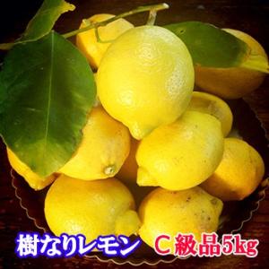 国産レモン 瀬戸田産 樹なりレモン C級品 5キロ 化学農薬不使用栽培｜bussan10