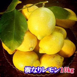 国産レモン 瀬戸田産 樹なりレモン 10キロ 化学農薬不使用栽培｜bussan10