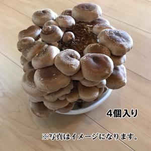 きのこさん専用 dショッピング |めずらしいきのこ農園 ササクレヒトヨタケ｜ササクレ