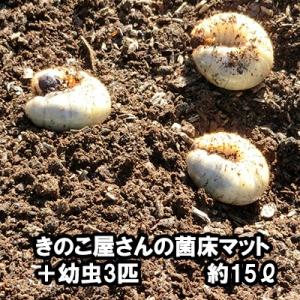 きのこ屋さんの菌床マット カブトムシの幼虫3匹付き 昆虫マット 約15リットル 無農薬｜bussan10