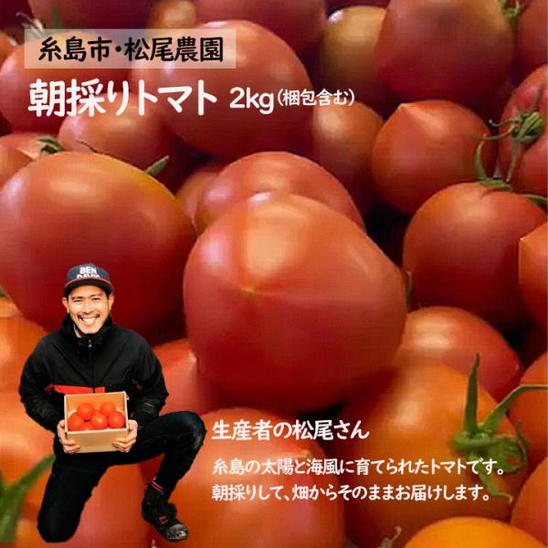 朝採り トマト 2kg 松尾農園 福岡 糸島 甘い 樹上熟成  福よかマーケット 爆買