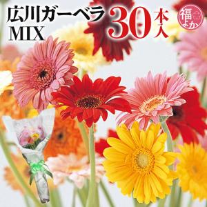 切花 プレゼント ガーベラ MIX 福岡県産 広...の商品画像