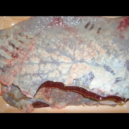 国産牛チレ【脾臓】　（約1Kg）
