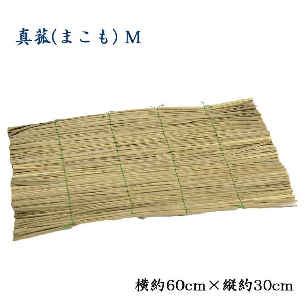 真菰（まこも）Ｍ（60cm×30cm）