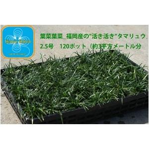 産地直送 　とっても元気なタマリュウ（玉竜）2.5号　120ポット　（約3平方メートル分）