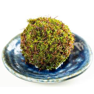 ビックアロー スギゴケのこけ玉 すぎごけPOM...の詳細画像4