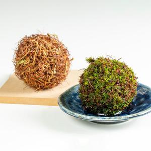 ビックアロー スギゴケのこけ玉 すぎごけPOM...の詳細画像5