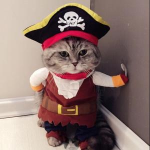 犬 二足歩行 服 猫服 アクセサリー の商品一覧 猫用品 ペット用品 生き物 通販 Yahoo ショッピング