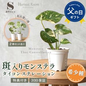 ペペロミア ホープ 3.5号（10cm）ポット : フラワーショップ POCOLOCO