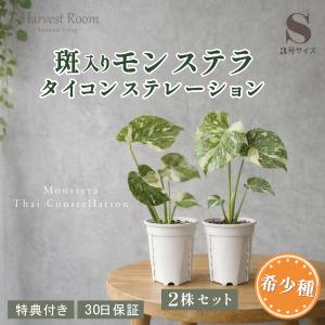 【2株セット】斑入り モンステラ タイコンステレーション 観葉植物 3号ポット鉢 Sサイズ 苗 希少種 インテリア 育てやすい プレゼント 特典付き 30日保障