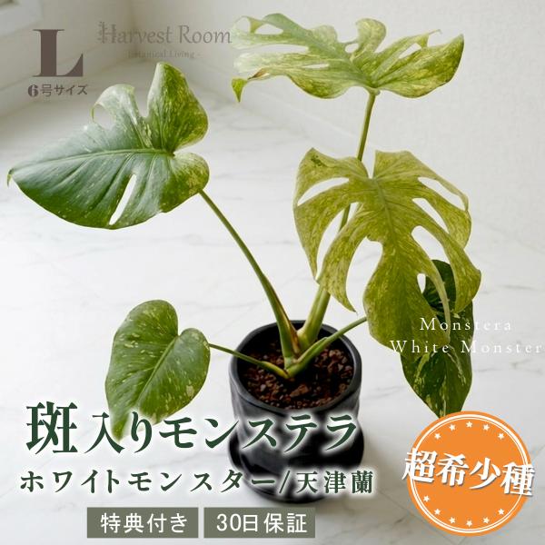 モンステラ 鉢 ホワイトモンスター天津蘭 6号ポット Lサイズ 観葉植物 ミント斑 斑入り 希少種 ...