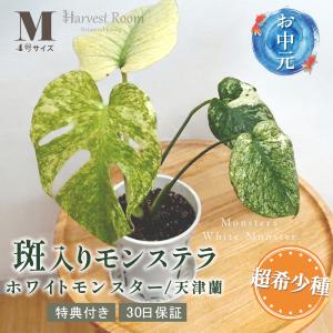 お中元 モンステラ 鉢 ホワイトモンスター天津蘭 4号ポット Mサイズ 観葉植物 ミント斑 斑入り 希少種 おしゃれ 可愛い 育てやすい プレゼント 30日保障