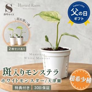 モンステラ ホワイトモンスター天津蘭 3号ポット 鉢 Sサイズ 観葉植物 ミント斑 斑入り 希少種 おしゃれ 可愛い 育てやすい プレゼント 特典付き 30日保障
