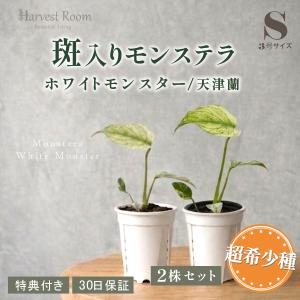 【2株セット】モンステラ 鉢 ホワイトモンスター天津蘭 3号ポット Sサイズ 観葉植物 ミント斑 斑入り 希少種 おしゃれ 可愛い プレゼント 特典付き 30日保障