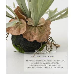 コウモリラン 壁掛け ビカクシダ 人工 観葉植...の詳細画像4