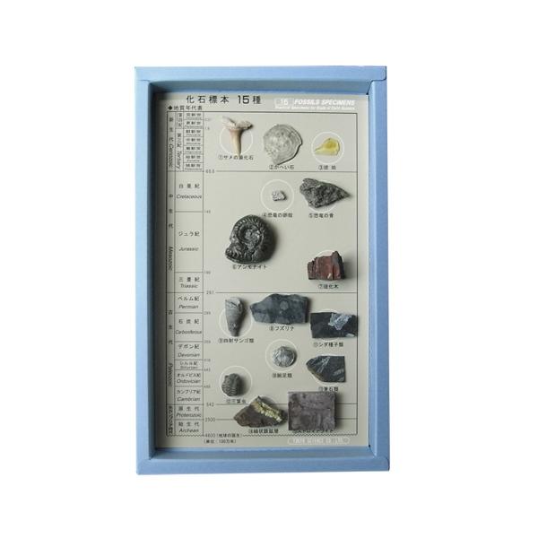 化石標本15種(解説書付) 地質年表と標本のセット (各国産)
