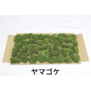 盆栽 特選：皐月(明美の月)現品*さつき サツキ Satsuki bonsai 小品