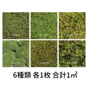 生きてる乾燥苔 シノブゴケ】 280mm×580mm 庭園 造園 盆栽 苔玉