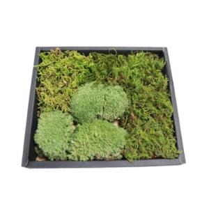 ゴーゴーセール】シノブゴケ 120×140mm【2個セット】苔玉 庭園 造園