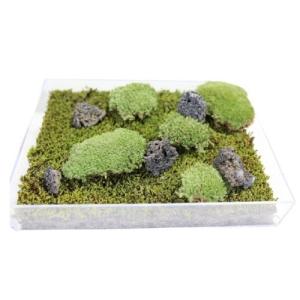 生きてる乾燥苔 シノブゴケ】 280mm×580mm 庭園 造園 盆栽 苔玉