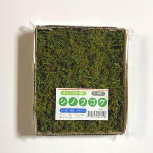 ゴーゴーセール】シノブゴケ 120×140mm【2個セット】苔玉 庭園 造園