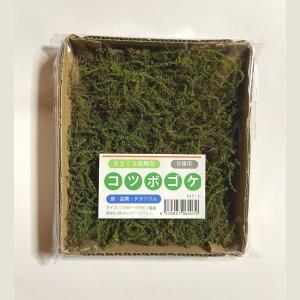 シノブゴケ　10トレー　苔　苔玉　苔リウム　苔テラリウム　こけ　コケ 楽天市場】苔 忍苔(シノブゴケ)小トレー しのぶごけ 苔 こけ コケ
