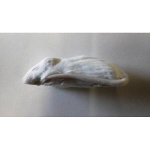 爬虫類ビッグセール】冷凍アダルトラットL (約180〜220g) 30匹