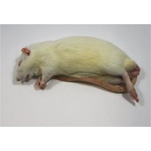 冷凍アダルトラットLL (約240〜280g) 10匹入り【クール便発送】猛禽類 爬虫類 肉食 肉 ヘビ トカゲ マウス ネズミ ラット 鼠 ねずみ エサ 餌 フード