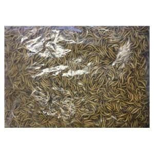 爬虫類ビッグセール】冷凍アダルトラットL (約180〜220g) 30匹入り