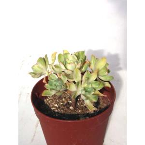 ピーチプリデ : Cacto-Loco - 通販 - Yahoo!ショッピング