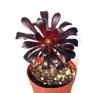 ピーチプリデ : Cacto-Loco - 通販 - Yahoo!ショッピング