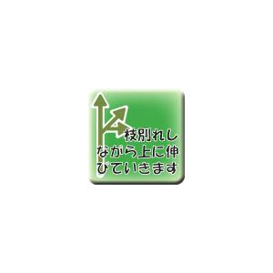 ふっくら娘の詳細画像1