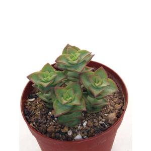 Cacto-Loco - Yahoo!ショッピング