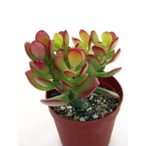 ブロウメアナ : Cacto-Loco - 通販 - Yahoo!ショッピング