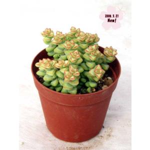 ▇育成管理中につき一時出品停止「スプレンダー」☆カクトロコさん苗 抜き苗★札つき Cacto-Loco - Yahoo!ショッピング