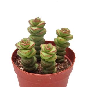 Cacto-Loco - Yahoo!ショッピング