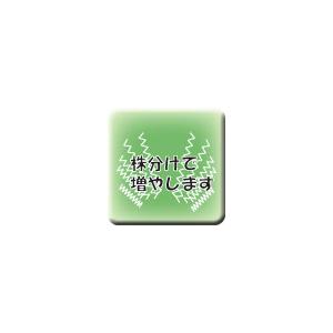 イリアの詳細画像4