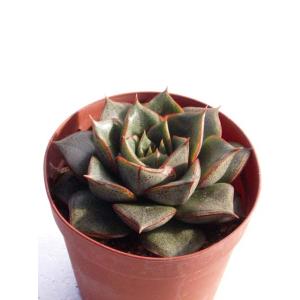 シャビアナ : Cacto-Loco - 通販 - Yahoo!ショッピング