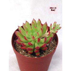 姫秋麗 : Cacto-Loco - 通販 - Yahoo!ショッピング