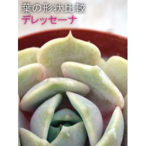 デレッセーナの詳細画像2