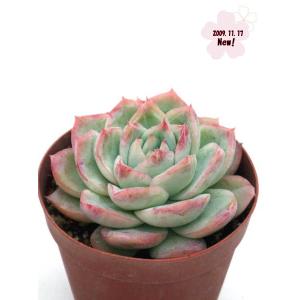 ピーチプリデ : Cacto-Loco - 通販 - Yahoo!ショッピング